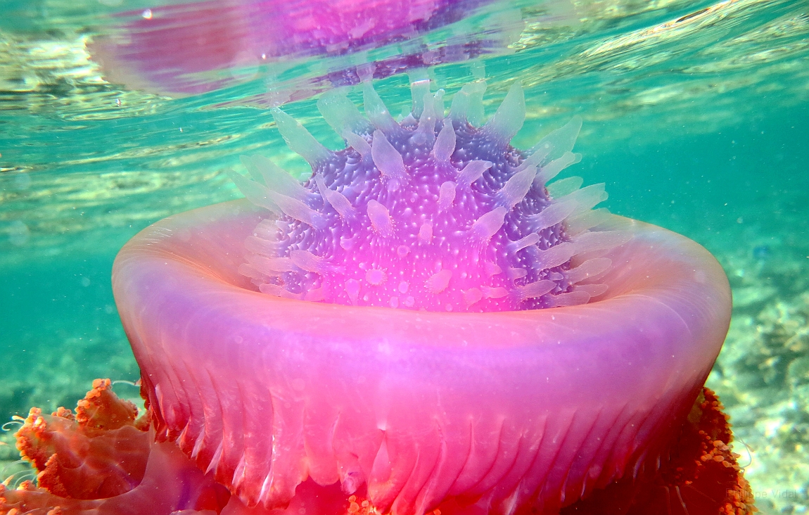 IMG_1344rf_Maldives_Madoogali_House reef_Meduse.jpg